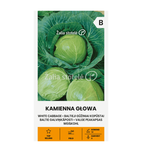 KOPŪSTAI BALTIEJI GŪŽINIAI KAMIENNA GLOWA